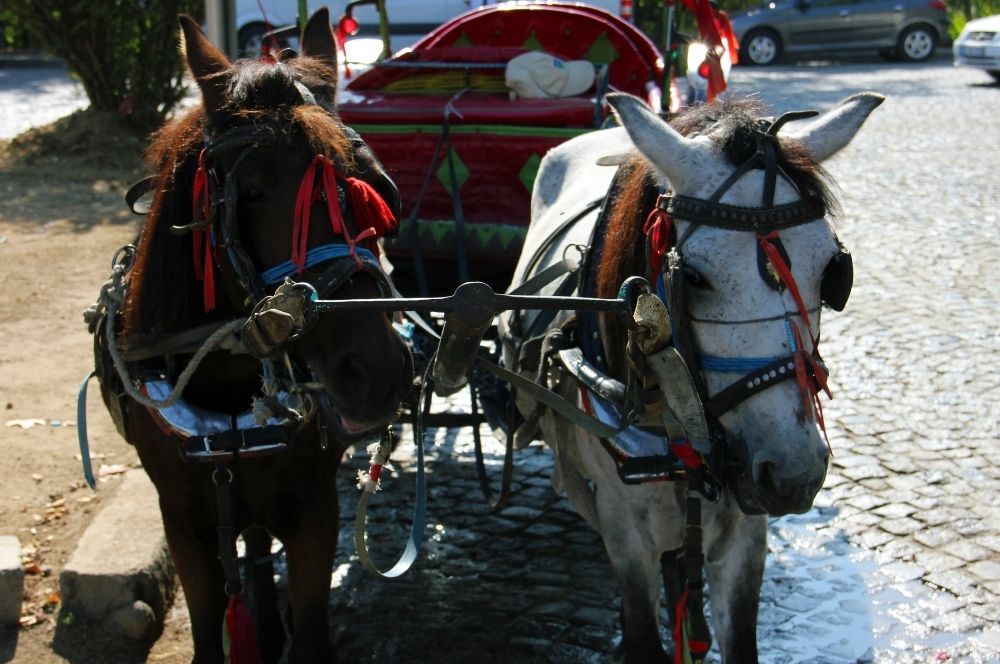 Andong Tour Prambanan: A Traditional and Relaxing Way to Explore