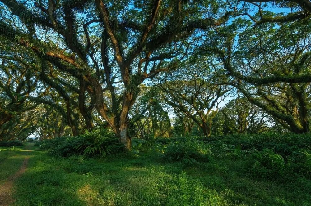 Hutan De Djawatan: The Enchanting Forest of Banyuwangi