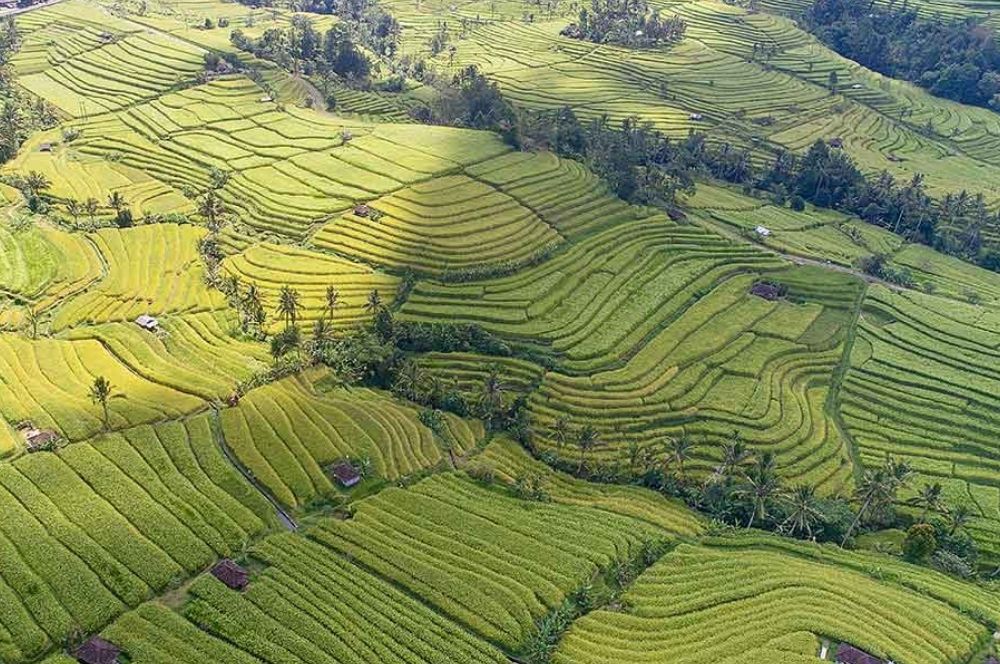 Jatiluwih Rice Terraces: A Breathtaking UNESCO Heritage Site in Bali
