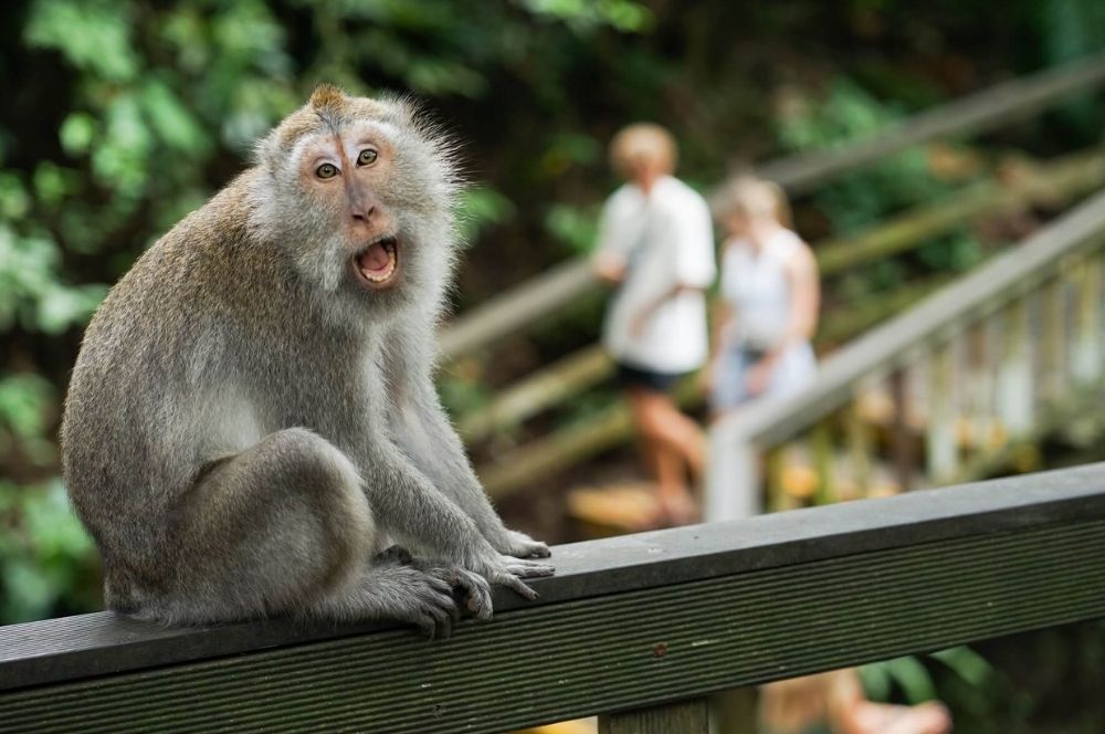 Monkey Forest Ubud: A Sacred Sanctuary in Bali