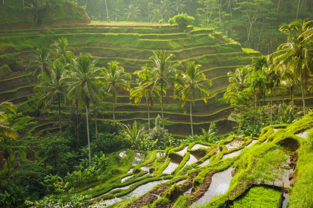 Sawah Terasering Tegalalang: Bali’s Iconic Rice Terraces
